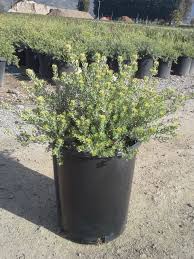 Image result for Westringia