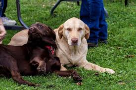 Most cases of canine prostate cancer are carcinomas (cancerous tumors that spread to other parts of the body) and are referred to as adenocarcinomas. All About Prostate Problems In Dogs