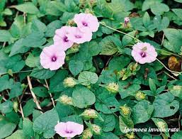 Image result for Ipomoea involucrata