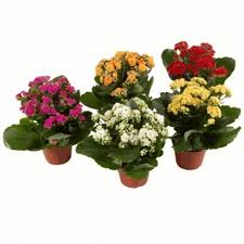Pin De Francoise Sb Em Plantas Floricultura Adubacao Gerbera