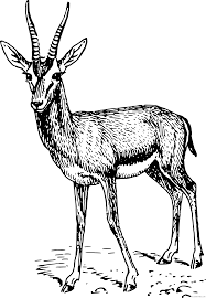 Coloring pages are a fun way for kids of all ages to develop creativity, focus, motor skills and color recognition. Gazelle Coloring Pages Gazelle Bpng Printable Coloring4free Coloring4free Com