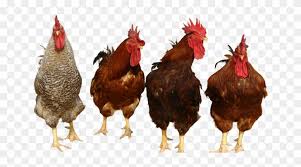 Chicken Png Chickens Png Transparent Png 800x438 773844 Pngfind Roast chicken barbecue chicken tandoori chicken, grill chicken, fried chicken viand png clipart. chicken png chickens png transparent