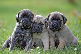Big, beautiful english mastiff puppies! Mastiff Puppies For Sale Akc Puppyfinder