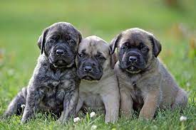 Osyris' mayhem of mistytrails at 3 months and 50 lbs.—look at the height difference between the black railing and his head, and the ratio of his paws to his size now from this pic and the 4 month pic below. Mastiff Puppies For Sale Akc Puppyfinder