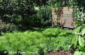 Texas Sedge Lawn In The Nonirrigated Native Plant Garden Of Lee Clippard Click Through For More Pic Native Plant Gardening Habitat Garden Lawn And Landscape