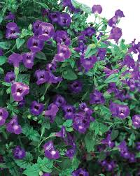 Image result for Torenia