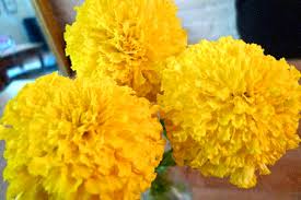 Alibaba.com offers 6,330 flowers marigolds products. Marigolds They Re What S For Dinner The Atlantic