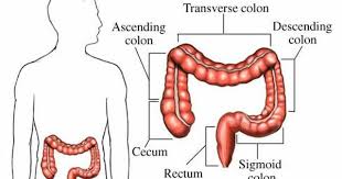 Pin On Systems Gastrointestinal