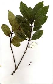 Image result for Cassipourea congoensis