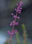 Image result for Erica kingaensis