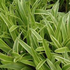 Image result for Lily Turf
