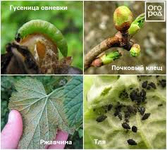 опрыскивание деревьев весной по фазам от болезней и вредителей Obrezka Plodovyh Derevev Vesnoj Sovety Dlya Nachinayushih I Ne Tolko Sad Sadovye Vrediteli I Ogorod