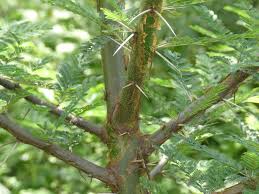 Image result for Acacia kirkii