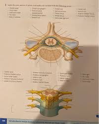 What are the different parts of spinal… gray matter of spinal cord. 2 Label The Cross Section Of Spinal Cord Within Th Chegg Com