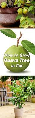 Growing Guava Tree In Container Complete Guava Tree Care And Growing Guide Guava Tree Potted Trees Growing Fruit Trees