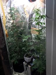 We did not find results for: First Micro Grow 125w Cfl 1xamnesia 1xak Lights And 1xautocheese Grasscity Forums The 1 Marijuana Community Online