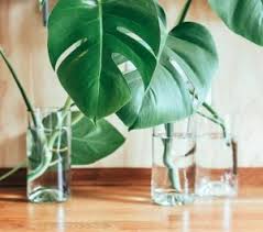 Within two days the bottom started rotting, so i had to cut away one node. Monstera Borsigiana Monstera Deliciosa Borsigiana Gardening Brain