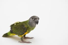 Please do get back if interested contact us by email at (( harrisondi16@aol.com )))) whats app :+447438012997. Pet Birds For Sale In Ohio Pet S Gallery