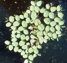 Image result for Salvinia hastata