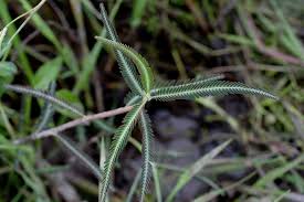 Image result for Aeschynomene leptophylla