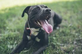 Is there a plan b for dogs. Rabies Symptoms Causes Treatment And Prevention