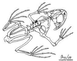 However, on the frog these twobones are fused together into one. Dissecting The Brain Of The Frog And Revealing The Bones