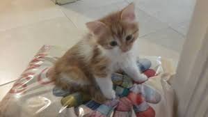 Kedilerim Icin Yuva Ariyorum Edremit Kedi Sahiplendirme Ucretsiz Kedi Sahiplendirme