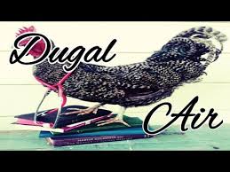 Demikianlah penjelasan mengenai cara mengobati ngorok pada ayam aduan. Cara Efektif Penanganan Dugal Air Pada Dada Ayam Bangkok Youtube