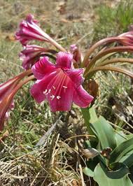 Pretoria Botsoc Branch Botanical Society Of South Africa