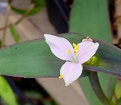 Image result for Coleotrype natalensis