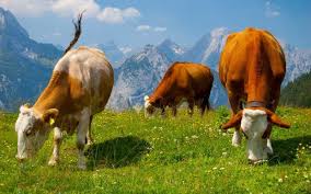 Cow Desktop Background Animals Cow Pictures Cow Wallpaper