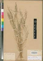 Image result for Eragrostis homblei