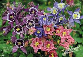 Image result for Aquilegia vulgaris Tower Mix