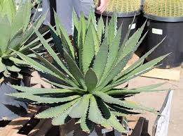 When i saw diane's paintings, i wistfully told her how much i loved watercolors. Agave Horrida Ssp Horrida Agaveville