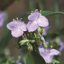 Image result for Nesaea aspera