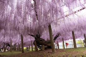 Tempat menarik di jepun, pastikan anda pergi ke semua taman tema atau theme park yang terdapat di jepun. 25 Aktiviti Menarik Di Kyushu Daerah Jepun Yang Ramai Tidak Tahu