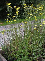 Mulch your garden to prevent velvetleaf or use a preemergence herbicide in spring; Https Your Kingcounty Gov Dnrp Library Water And Land Weeds Brochures Weed Watcher Guide To Invasive Plants Web Pdf