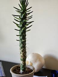 Image result for Austrocylindropuntia subulata