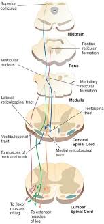 Ventromedial Group Of Descending Motor Tracts Biology Forums Gallery Reticular Formation Spinal Cord Anatomy