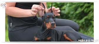 Doberman Yavru Fiyatlari