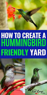 How To Attract Hummingbirds To Your Garden And Hummingbird Feeders How To Attract Hummingbirds Humming Bird Feeders Feed Hummingbirds