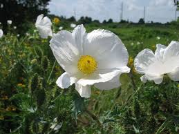 White Prickly Poppy Wild Flowers White Poppy Poppies