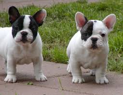 French bulldog male & female. Should I Neuter Or Spay My French Bulldog What The Frenchie