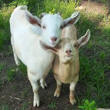 Pin By Clive Doyle On Goats All Related Things Animals Friends Goats Animals
