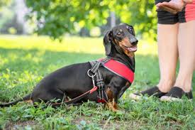 We did not find results for: 10 Best Dachshund Rescues For Adoption 2021 Our Top 10 Picks