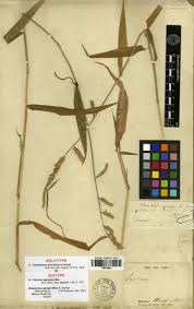 Image result for Poecilostachys