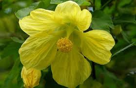Image result for Abutilon