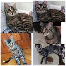 5 5 6 Aylik Olan Bu Erkek Kedicik Kasimda Mahsur Kaldigi Bahceden Kurtarildi Sirayla Uc Ayri Yere Sahiplemdirildi Fakat Alan Kisil In 2020 Animal Lover Animals Cats