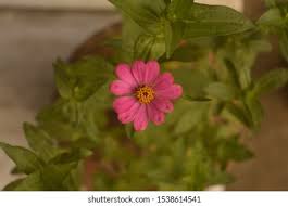 Image result for Microglossa