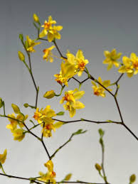 Image result for Ozoroa gomesiana